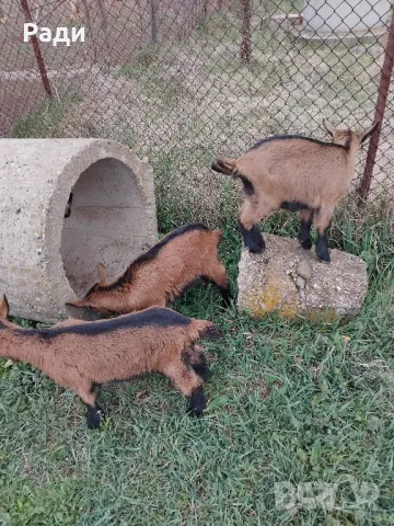 Продавам мъжки ярета френски алпин , снимка 6 - Други - 49669117