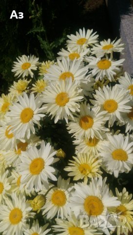 Продавам цветя Градинска маргарита – бяла и жълта, разсад, снимка 9 - Разсади - 44297106