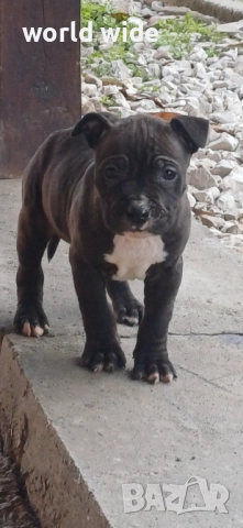 Бебета питбул