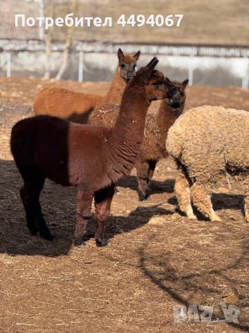 Продават се лами и алпаки, снимка 3 - Други - 50560549