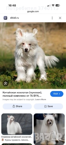 Китайско качулато куче (голо), снимка 4 - Други - 52849634