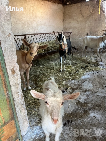 кози млекодайни, снимка 1