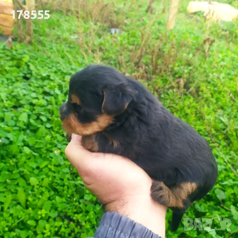 Мини  йоркширски териер!!, снимка 3 - Йоркширски териер - 52788877