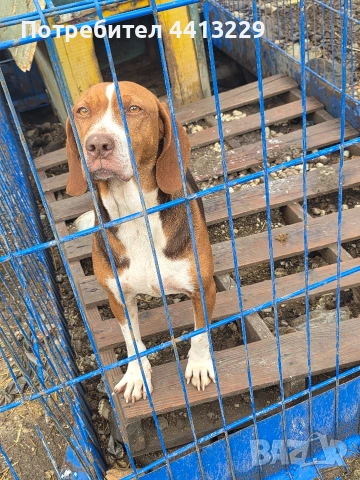 шоколадово гонче,свинари и зайчари