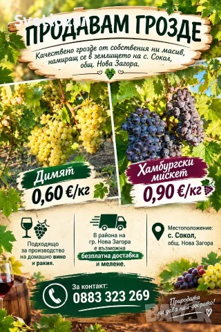 Грозде сорт Димят и Хамбургски Мискет