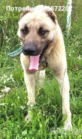 Кангал за разплод, снимка 3 - Кангал - 54213258