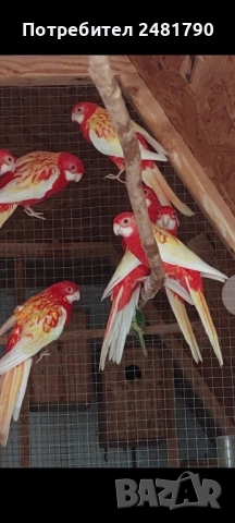 Птици на супер цени, снимка 7 - За птици - 52712752