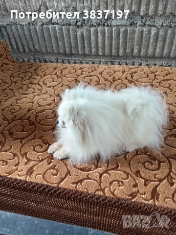 мъжки със всичко необходимо за момента 