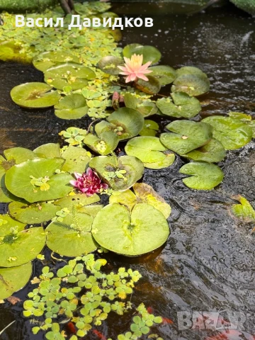 Растения за езеро ,лилии , предлагам и риби езерни , снимка 9 - Други - 50777184