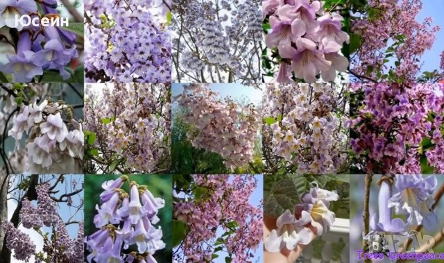 Фиданки от пауловния , снимка 6 - Градински цветя и растения - 42173447