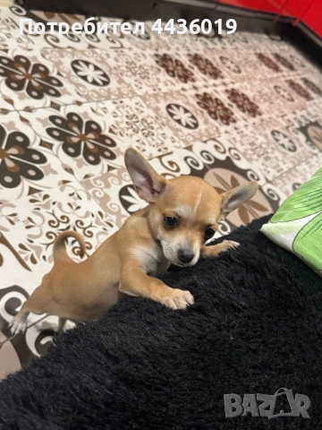 Чистокръвен пинчер, снимка 5 - Пинчер - 53879655