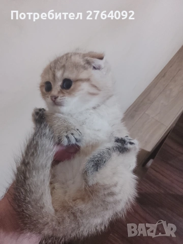 продавам шотландски клепоухи котета, снимка 3 - Чинчили - 53878883