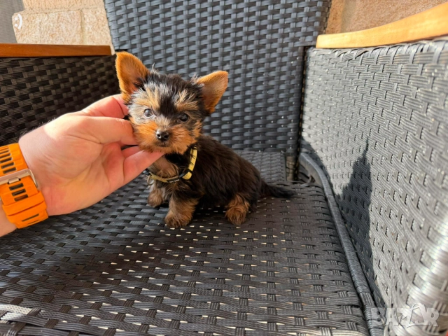 Мини Йоркширски териер Актуално от 5.12.2025, снимка 3 - Йоркширски териер - 52655000