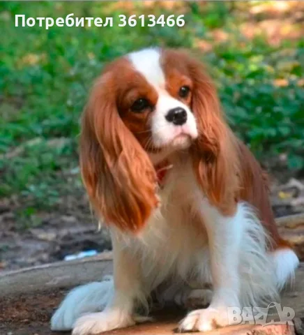 Кавалер Кинг Чарлз Шпаньол чистокръвни, снимка 18 - Кавалер кинг чарлз шпаньол - 55799909