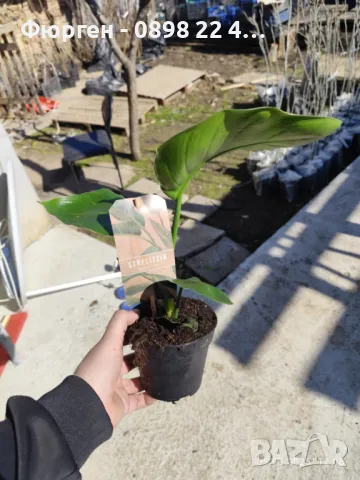 Стрелиция Налични 2 вида, снимка 6 - Разсади - 47241857