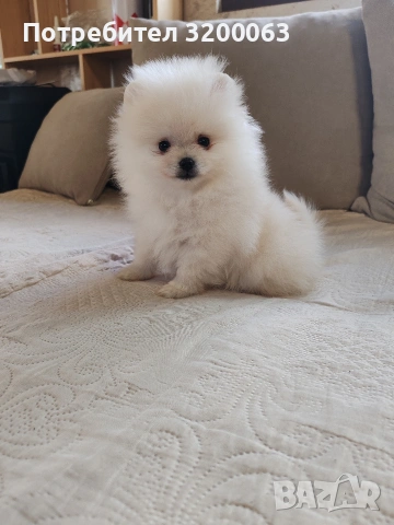 Померан мини мъжко , снимка 4 - Померан - 53986008