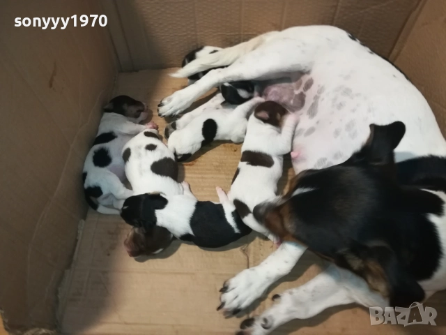 ДЖАК РЪСЕЛ-СЛАДКИ КУЧЕНЦА 2308251435, снимка 9 - Джак ръсел териер - 51464138