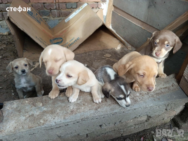 Подарявам малки кученца, снимка 2 - Други - 52416045