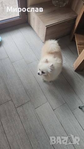 Мини Померан, снимка 2 - Померан - 53042618