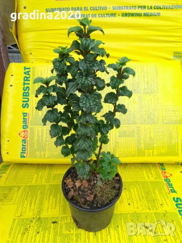 Дрян Компреса, снимка 4 - Градински цветя и растения - 42215024