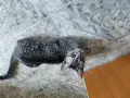 Подарявам котенца, снимка 5