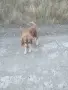 Търси дом голям красавец, снимка 2