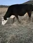 Продавам 11 Крави, снимка 4