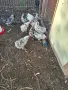  разплодни яйца от родопска шарена, снимка 4