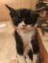 Подарявам котенца, снимка 1