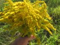 Златна пръчица, снимка 1 - Градински цветя и растения - 30662500