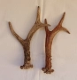 Трофей-рога от сръндак, снимка 2