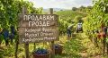 Продавам грозде Каберне фран, снимка 1