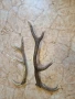 рога от елен, снимка 1