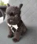 Floodle Frenchie момченце , снимка 3