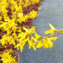 Форзиция, Forsythia, студоустойчива, снимка 10