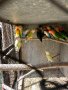 Продавам папагали неразделки , снимка 1 - Папагали - 40156012