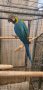 Продавам Синьожълта ара, снимка 1 - Папагали - 44229102