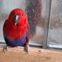 Папагали Еклектос , снимка 2