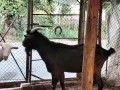 Продавам пръчове, снимка 6