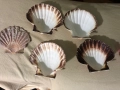 Декоративни миди Пектен (средиземноморски), снимка 2
