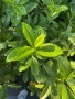 Лавровишна 90-100 см., снимка 3