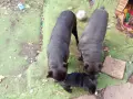 Кане Корсо Италияно, снимка 3