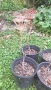 Продавам декоративно растение Китайски мехурник (Koelreuteria paniculata), снимка 7