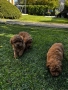 Мини пудели / Mini Poodles, снимка 14