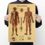 Постер постери плакат Нервна система 42/29см., снимка 1