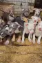 American Bully XL, снимка 1