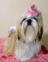 Ши Тцу/SHIH TZU , снимка 2