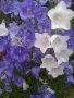 Камбанки, снимка 1 - Градински цветя и растения - 42460092