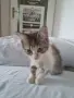 ПОДАРЯВАМ 2 КОТЕТА на 3месеца, снимка 6