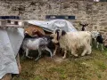 Свободни мъжки и женски, снимка 6